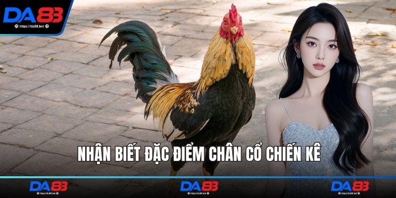 Nhận biết đặc điểm chân cổ chiến kê